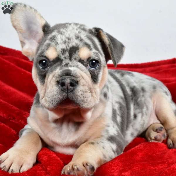 Dasher, French Bulldog Puppy